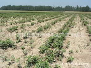 供應適合浙江種植的無花果苗 品種、價格、廠商與種植指導盡在農苗網