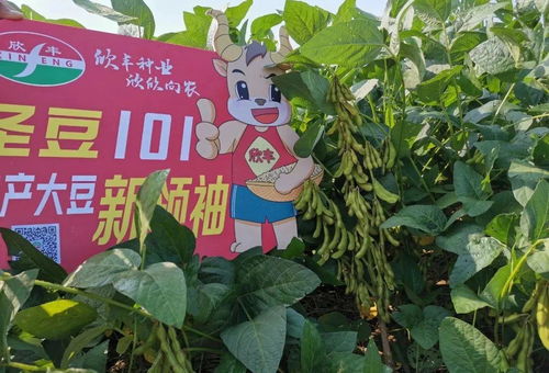 圣豆101創(chuàng)高產(chǎn)紀(jì)錄 畝產(chǎn)超300公斤引領(lǐng)農(nóng)業(yè)培育新突破