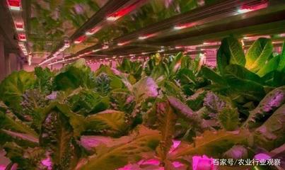 植物工廠 盈利困局中的消費(fèi)趨勢(shì)與未來價(jià)值