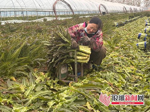 萵苣豐收遇滯銷 訂單農(nóng)業(yè)破解減產(chǎn)增收難題——臨沂郯城縣紅花鎮(zhèn)探索農(nóng)業(yè)培育新路徑