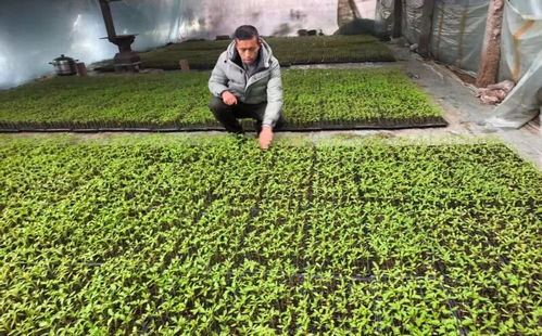 告別冬閑田，阿圖什農(nóng)民在溫室里種出致富春